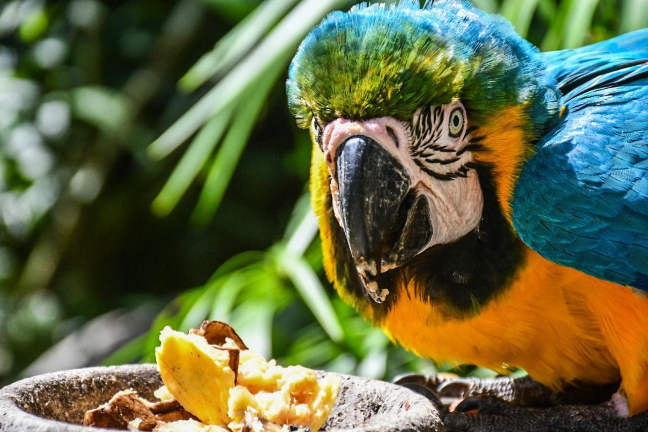 Reserva Biologica Caoba Bonda Εξωτερικό φωτογραφία